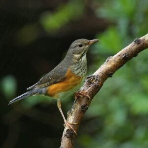 img_3804 Tuinlijster (Turdus hortulorum)