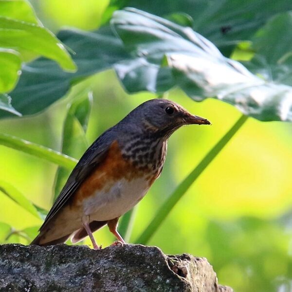 Tuinlijster (Turdus hortulorum)