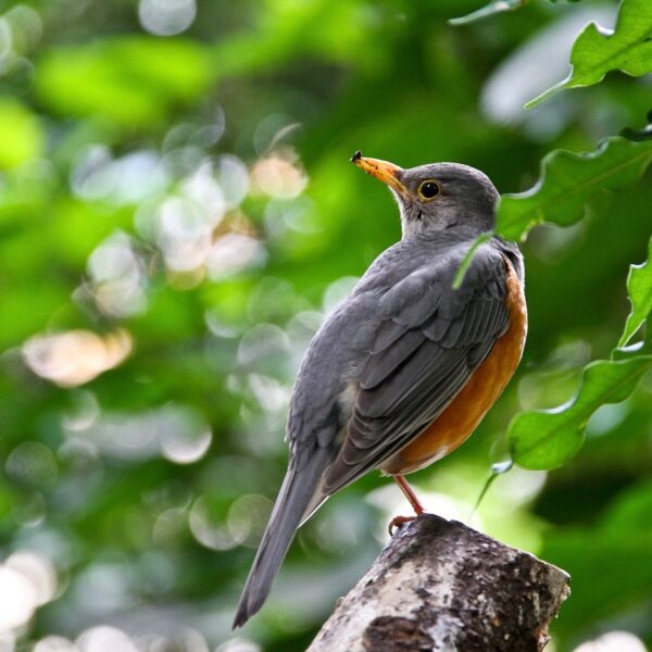 Tuinlijster (Turdus hortulorum)