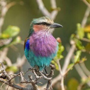 img_3810 Vorkstaartscharrelaar (Coracias caudatus)