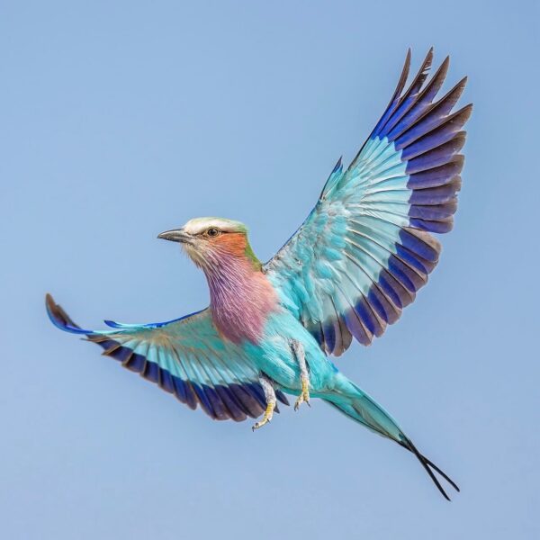 img_3811 Vorkstaartscharrelaar (Coracias caudatus)