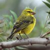 img_3824 Zwavelkanarie (Serinus sulphuratus)