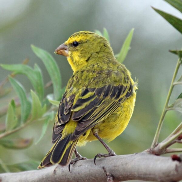 img_3825 Zwavelkanarie (Serinus sulphuratus)