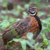 Harlekijnkwartel (Coturnix delegorguei) bij Vogelspeciaalzaak De Toekan in Apeldoorn