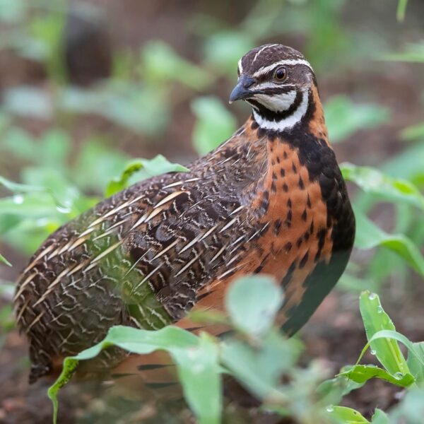 Harlekijnkwartel (Coturnix delegorguei) bij Vogelspeciaalzaak De Toekan in Apeldoorn