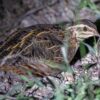 Harlekijnkwartel (Coturnix delegorguei)