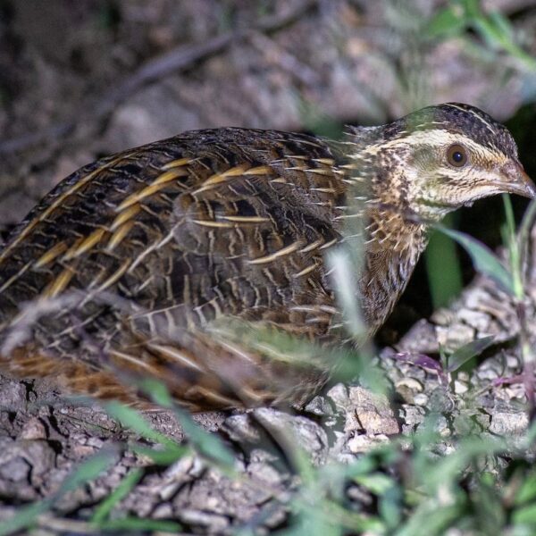 Harlekijnkwartel (Coturnix delegorguei)