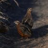 Harlekijnkwartel (Coturnix delegorguei)