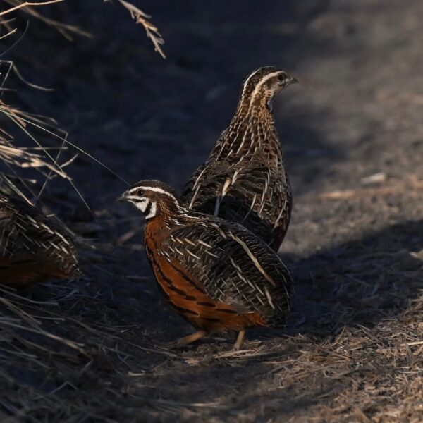 Harlekijnkwartel (Coturnix delegorguei)