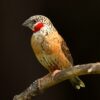 Bandvink (Amadina fasciata)