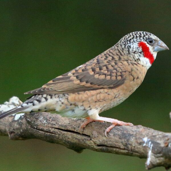 Bandvink (Amadina fasciata)