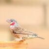 Bandvink (Amadina fasciata) bij Vogelspeciaalzaak De Toekan in Apeldoorn