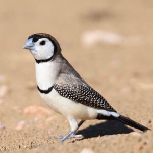 Bichenows astrild (Stizoptera bichenovii) bij Vogelspeciaalzaak De Toekan in Apeldoorn