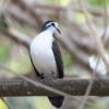 Tamboerijnduif (Turtur tympanistria) bij Vogelspeciaalzaak De Toekan in Apeldoorn