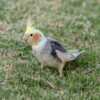 Valkparkiet (Nymphicus hollandicus)