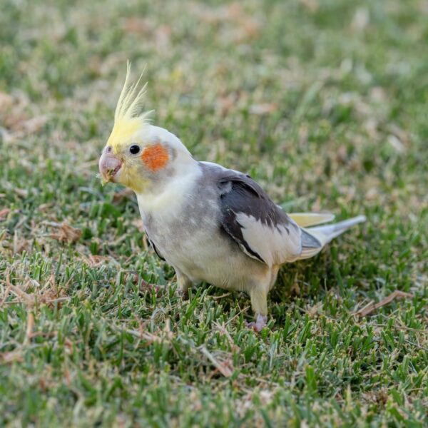 Valkparkiet (Nymphicus hollandicus)