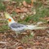 Valkparkiet (Nymphicus hollandicus)