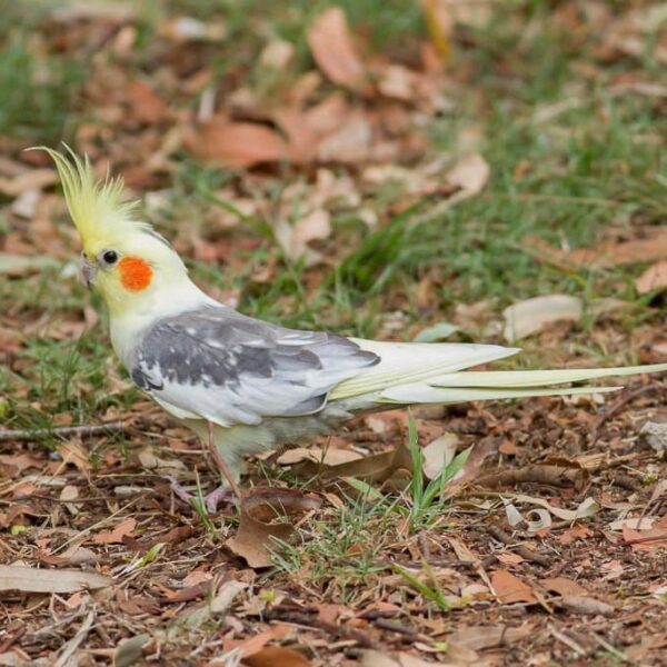 Valkparkiet (Nymphicus hollandicus)