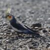 Valkparkiet (Nymphicus hollandicus)