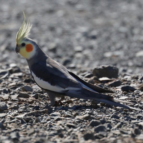 Valkparkiet (Nymphicus hollandicus)