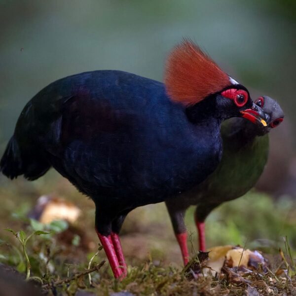 Roelroel (Rollulus rouloul)