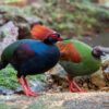 Roelroel (Rollulus rouloul) bij Vogelspeciaalzaak De Toekan in Apeldoorn
