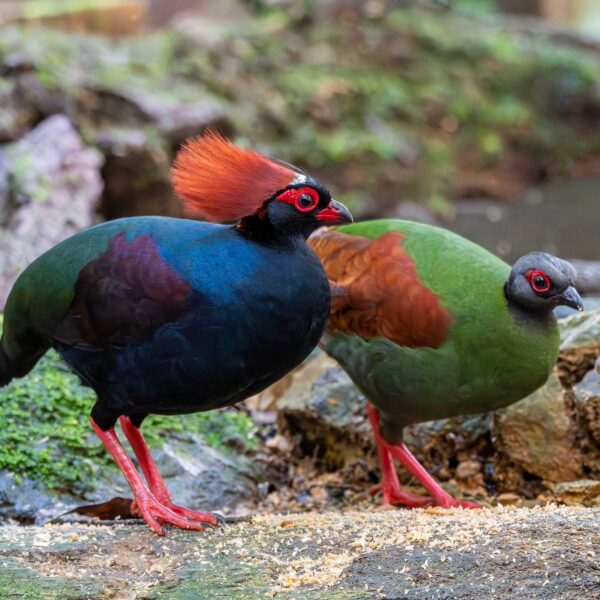 Roelroel (Rollulus rouloul) bij Vogelspeciaalzaak De Toekan in Apeldoorn
