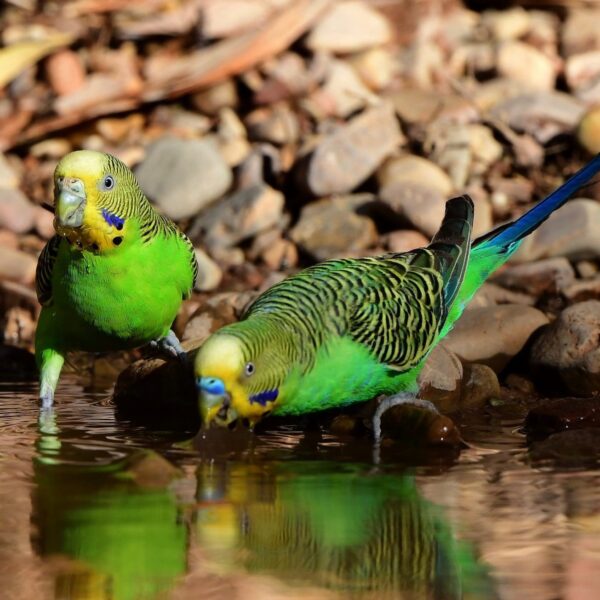 Grasparkiet (Melopsittacus undulatus) bij Vogelspeciaalzaak De Toekan in Apeldoorn