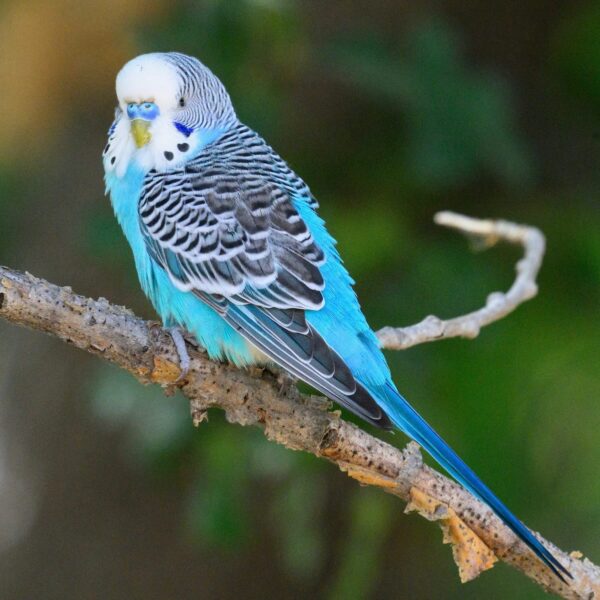 Grasparkiet (Melopsittacus undulatus)