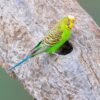 Grasparkiet (Melopsittacus undulatus)