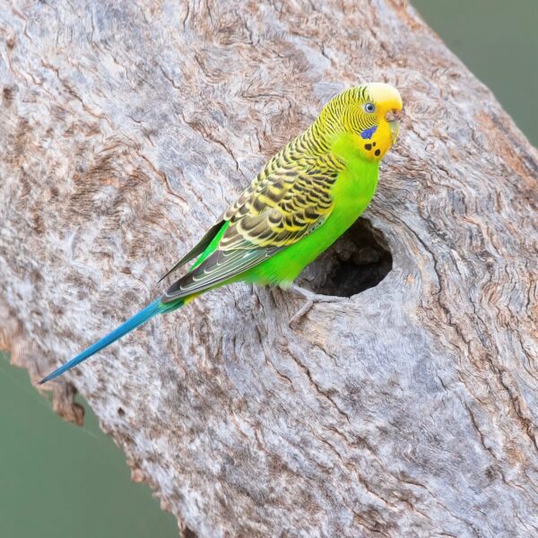 Grasparkiet (Melopsittacus undulatus)