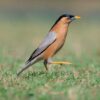 Pagodespreeuw (Sturnia pagodarum)