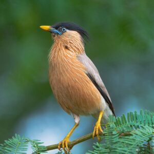 Pagodespreeuw (Sturnia pagodarum) bij Vogelspeciaalzaak De Toekan in Apeldoorn