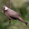 Diadeemmeestimalia (Parayuhina diademata)