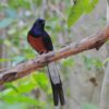 Shamalijster (Copsychus malabaricus)
