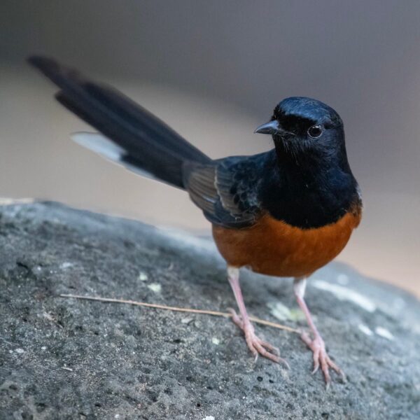 Shamalijster (Copsychus malabaricus)