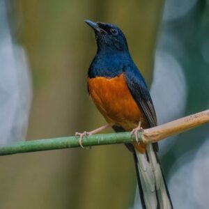 Shamalijster Copsychus malabaricus bij Vogelspeciaalzaak De Toekan in Apeldoorn