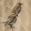 Napoleonwever (Euplectes afer)