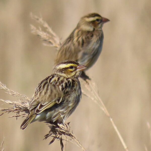 Napoleonwever (Euplectes afer)