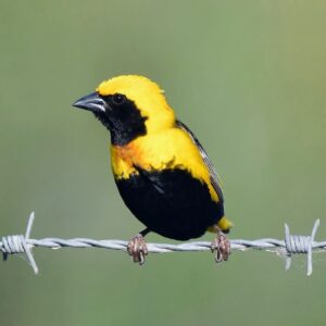 Napoleonwever (Euplectes afer) bij Vogelspeciaalzaak De Toekan in Apeldoorn