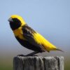 Napoleonwever (Euplectes afer)