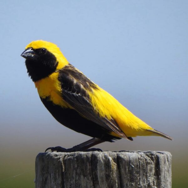 Napoleonwever (Euplectes afer)