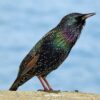 Spreeuw (Sturnus vulgaris)