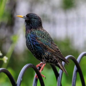 Spreeuw (Sturnus vulgaris) bij Vogelspeciaalzaak De Toekan in Apeldoorn