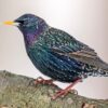 Spreeuw (Sturnus vulgaris)