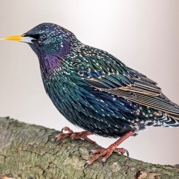 Spreeuw (Sturnus vulgaris)