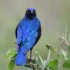 img_2097 Grote blauwoorglansspreeuw (Lamprotornis chalybaeus) bij Vogelspeciaalzaak De Toekan in Apeldoorn