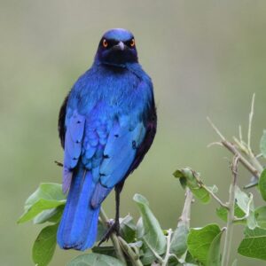 Grote blauwoorglansspreeuw (Lamprotornis chalybaeus) bij Vogelspeciaalzaak De Toekan in Apeldoorn