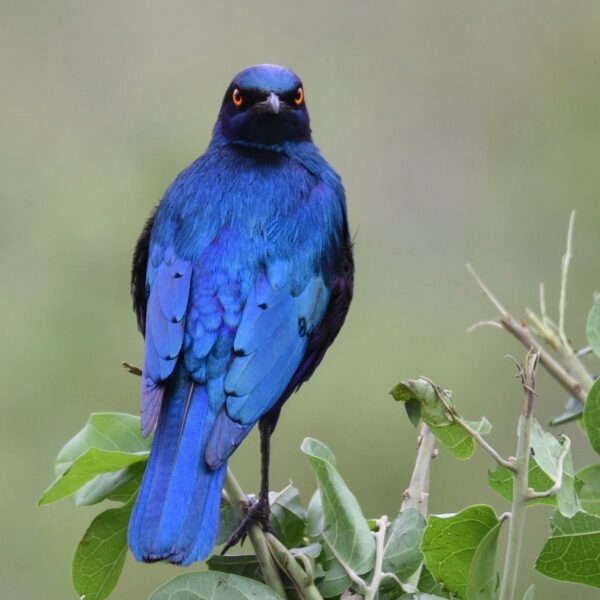 img_2097 Grote blauwoorglansspreeuw (Lamprotornis chalybaeus) bij Vogelspeciaalzaak De Toekan in Apeldoorn