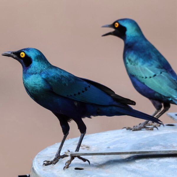 img_2098 Grote blauwoorglansspreeuw (Lamprotornis chalybaeus)